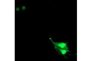 Anti-RNF113B mouse monoclonal antibody (ABIN2455434) immunofluorescent staining of COS7 cells transiently transfected by pCMV6-ENTRY RNF113B (RC205407). (RNF113B antibody)