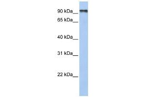 PCDHGC4 antibody used at 1 ug/ml to detect target protein. (PCDHGC4 antibody  (N-Term))