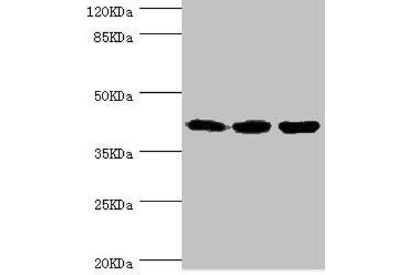 FIBP antibody  (AA 1-364)