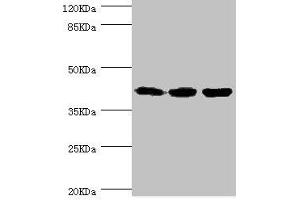 Western blot All lanes: FIBP antibody at 1. (FIBP antibody  (AA 1-364))