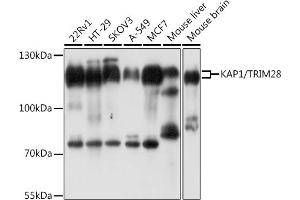 Western blot analysis of extracts of various cell lines, using K/K/TRIM28 antibody  at 1:1000 dilution.