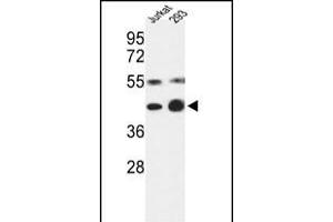 Western blot analysis of COPS3 Antibody (Center) (ABIN392341 and ABIN2841982) in Jurkat, 293 cell line lysates (35 μg/lane). (COPS3 antibody  (AA 98-130))