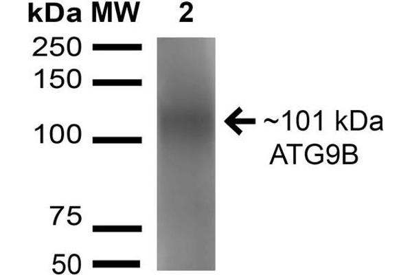 ATG9B anticorps  (AA 110-121) (Atto 594)