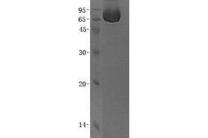 Validation with Western Blot