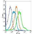 anti-Insulin-Like Growth Factor 1 Receptor (IGF1R) (AA 251-350) antibody