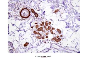 Paraffin embedded sections of human eccrine gland were incubated with anti-human Hsp70 (1:100) for 2 hours at room temperature. (HSP70 1A antibody  (AA 1-641))