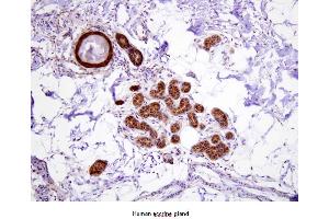 Paraffin embedded sections of human eccrine gland were incubated with anti-human Hsp70 (1:100) for 2 hours at room temperature. (HSP70 antibody)