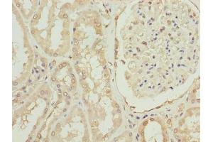 Immunohistochemistry of paraffin-embedded human kidney tissue using ABIN7166783 at dilution of 1:100