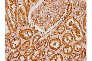 IHC image of ABIN7163307 diluted at 1:200 and staining in paraffin-embedded human kidney tissue performed on a Leica BondTM system.