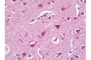 Anti-RPL27 / L27 antibody IHC staining of human brain, cortex. (RPL27 antibody  (Biotin))