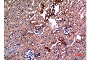 Immunohistochemistry (IHC) analysis of paraffin-embedded Mouse Kidney, antibody was diluted at 1:100. (E2F4 antibody)
