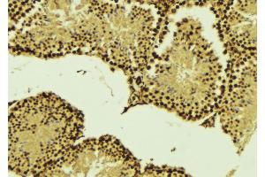 ABIN6268860 at 1/100 staining Mouse testis tissue by IHC-P.