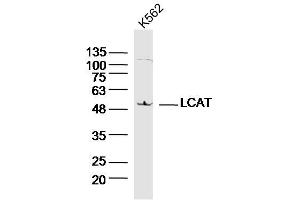 K562 lysates probed with LCAT Polyclonal Antibody, Unconjugated  at 1:300 dilution and 4˚C overnight incubation. (LCAT antibody  (AA 151-250))