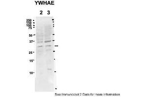 Sample Type: 2. (YWHAE antibody  (C-Term))