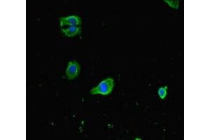 Immunofluorescent analysis of HepG2 cells using ABIN7153002 at dilution of 1:100 and Alexa Fluor 488-congugated AffiniPure Goat Anti-Rabbit IgG(H+L) (FNIP1 antibody  (AA 221-508))