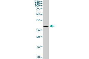 TGIF2 antibody  (AA 131-236)