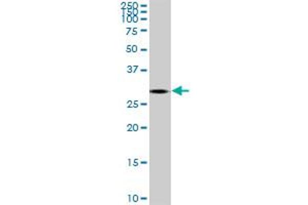 TGIF2 antibody  (AA 131-236)