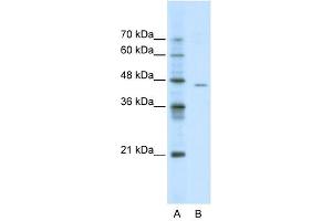 ACCN4 antibody used at 0.