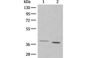Western blot analysis of 293T cell lysates using GALR1 Polyclonal Antibody at dilution of 1:500 (Galanin Receptor 1 antibody)