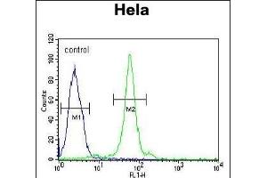 CTDSPL Antibody (N-term) (ABIN653994 and ABIN2843931) flow cytometric analysis of Hela cells (right histogram) compared to a negative control cell (left histogram). (CTDSPL antibody  (N-Term))