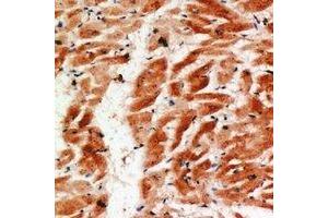 Immunohistochemical analysis of COX4-2 staining in human heart formalin fixed paraffin embedded tissue section. (COX4I2 antibody)