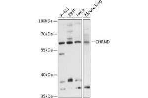 Western blot analysis of extracts of various cell lines, using CHRND antibody (ABIN6133227, ABIN6138596, ABIN6138597 and ABIN6214735) at 1:3000 dilution. (CHRND antibody  (AA 22-245))