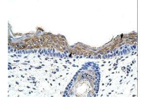 Image no. 1 for anti-Signal Recognition Particle 19kDa (SRP19) (C-Term) antibody (ABIN202029) (SRP19 antibody  (C-Term))