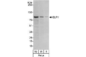 Western Blotting (WB) image for anti-E74-Like Factor 1 (Ets Domain Transcription Factor) (ELF1) (AA 569-619) antibody (ABIN7453835)