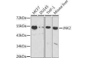 Western Blotting (WB) image for anti-Mitogen-Activated Protein Kinase 9 (MAPK9) (AA 1-424) antibody (ABIN3021849)