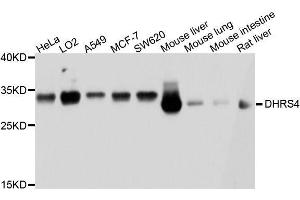 Western blot analysis of extracts of various cell lines, using DHRS4 antibody. (DHRS4 antibody  (AA 1-278))