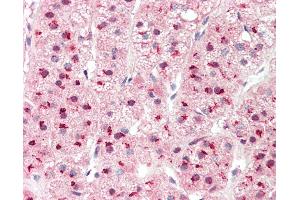 PSMD1 antibody  (AA 251-300)