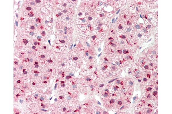 PSMD1 antibody  (AA 251-300)