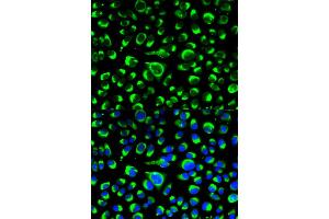 Immunofluorescence analysis of HeLa cells using P4HB antibody.