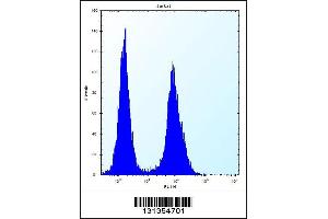 Flow cytometric analysis of Jurkat cells (right histogram) compared to a negative control cell (left histogram). (GAL4 antibody  (N-Term))