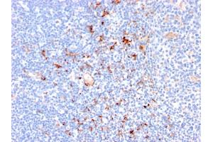 Formalin-fixed, paraffin-embedded human Tonsil stained with CD163 Mouse Monoclonal Antibody (M130/2164). (CD163 antibody  (AA 43-196))