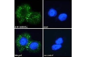 ABIN238671 Immunofluorescence analysis of paraformaldehyde fixed A431 cells, permeabilized with 0. (NCEH1 antibody  (C-Term))