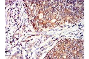 Immunohistochemistry (IHC) image for anti-CD53 (CD53) antibody (ABIN7193233)