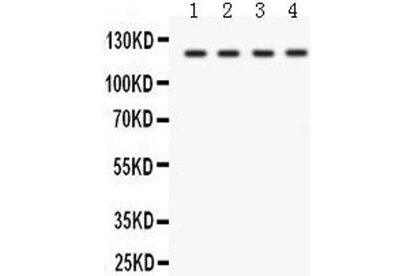 SLC12A1 antibody  (N-Term)