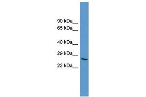 WB Suggested Anti-ADORA3 Antibody Titration: 0. (Adenosine A3 Receptor antibody  (C-Term))
