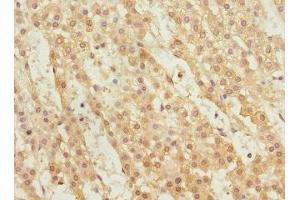 Immunohistochemistry of paraffin-embedded human adrenal gland tissue using ABIN7166319 at dilution of 1:100 (WNT9A antibody  (AA 206-365))