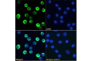 Immunofluorescence staining of mouse splenocytes using anti-CTLA-4 antibody 9D9. (Recombinant CTLA4 antibody)