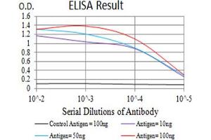 Black line: Control Antigen (100 ng),Purple line: Antigen (10 ng), Blue line: Antigen (50 ng), Red line:Antigen (100 ng) (Aryl Hydrocarbon Receptor antibody  (AA 721-820))