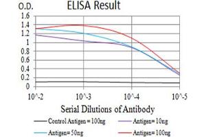 Black line: Control Antigen (100 ng),Purple line: Antigen (10 ng), Blue line: Antigen (50 ng), Red line:Antigen (100 ng) (Aryl Hydrocarbon Receptor antibody  (AA 721-820))