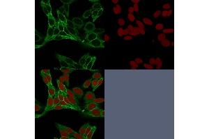 Confocal immunofluorescence image of HeLa cells using Beta-Catenin Mouse Monoclonal Antibody (15B8) labeled is Green (CF488) and Reddot is used to label the nuclei Red. (CTNNB1 antibody)