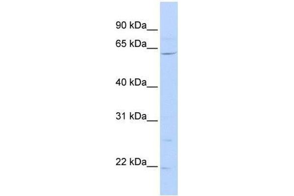 ZNF680 antibody  (N-Term)