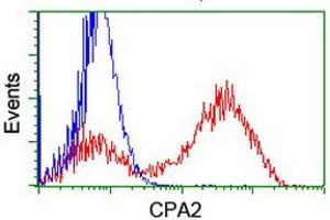 Image no. 2 for anti-Carboxypeptidase A2 (Pancreatic) (CPA2) antibody (ABIN1497594) (Carboxypeptidase A2 antibody)