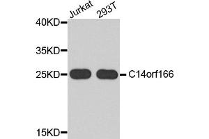Western blot analysis of extracts of various cell lines, using C14orf166 antibody. (C14orf166 antibody)