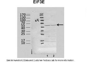 Western Blotting (WB) image for anti-Eukaryotic Translation Initiation Factor 3 Subunit E (EIF3E) (Middle Region) antibody (ABIN2783260)