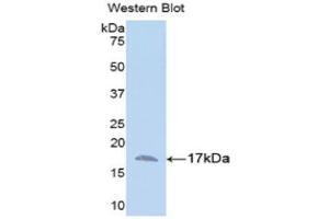 Western Blotting (WB) image for anti-Annexin A3 (ANXA3) (AA 26-160) antibody (ABIN1858022) (Annexin A3 antibody  (AA 26-160))