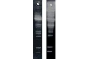 Western blot of HeLa S100 cytosolic fraction (, 5μg) probed with K63-linkage specific HRP-conjugate and general ubiquitin conjugate-reactive monoclonal antibodies at 1:1'000 dilution. (Ubiquitin antibody  (HRP))
